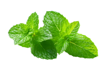 Mint, isolated on a transparent background, in a simple style