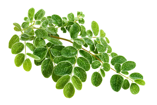 Moringa leaves realastic photo isolated on a transparent background