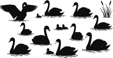 Silhouette of swans and ducklings swimming in calm lake water, elegant birds in nature, black and white wildlife vector illustration © Sakib World
