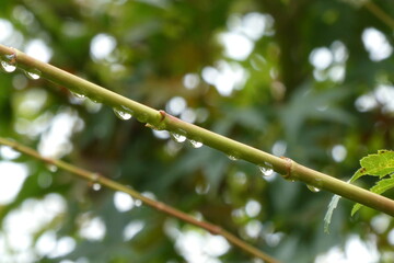 雨の後の雨しずく