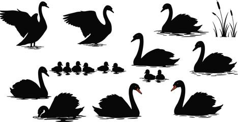 Silhouette of swans and ducklings swimming in lake, elegant black birds with reflections, peaceful nature scene, wildlife vector illustration © Sakib World