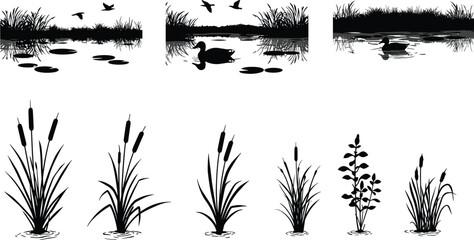 Silhouette of wetland plants, lake grass and ducks, pond nature landscape with birds, marsh vegetation and water reflection illustration vector