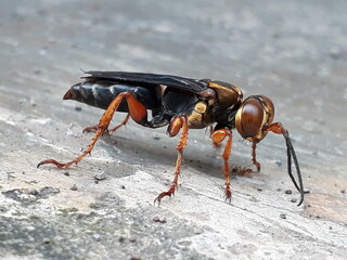 fly on a black background