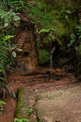 A small forest spring with clear water flowing from a pipe embedded in mossy rocks, surrounded by ferns and damp earth in Pinheiro Velho hiking trail in Monte Verde, Camanducaia, Minas Gerais - Brazil