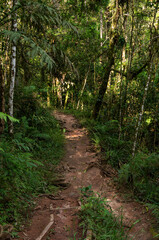 Narrow dirt trail winds through lush green forest of Pinheiro Velho trail with sunlight filtering between tall trees, ferns, and thick vegetation in Monte Verde, Camanducaia, Minas Gerais - Brazil.