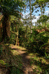 A narrow dirt path winds through a lush green forest with tall trees and ferns, bathed in sunlight and shadows in Pinheiro Velho hiking trail in Monte Verde, Camanducaia, Minas Gerais - Brazil.