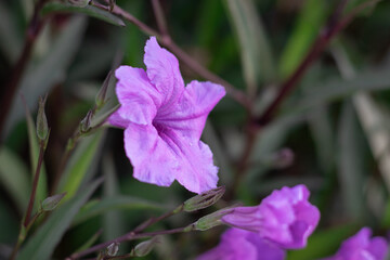 violet flower in the garden