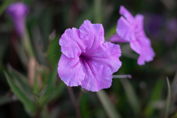 purple flower in the garden