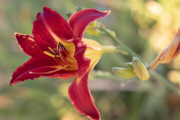 red and yellow tulip