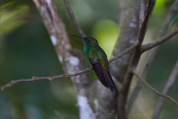 Colibri Verde en una rama © Julio