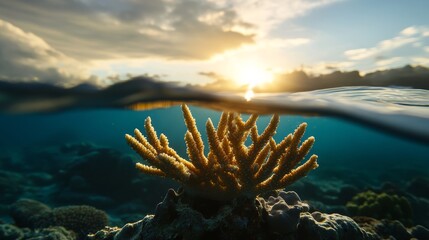 Coral reef sunrise underwater photography marine life scenic landscape oceanic view nature conservation