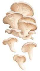 Delicate pale mushrooms