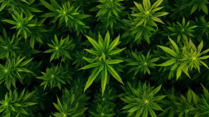 Cultivating nature aerial view of lush cannabis plants in a serene environment showcasing growth and abundance