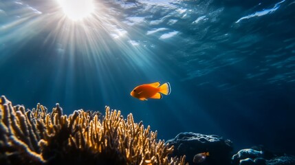 Underwater exploration vibrant fish swimming among coral reefs ocean depths wildlife photography serene aquatic environment close-up view marine life discovery