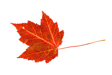 single red fallen leaf isolated on white background