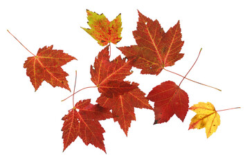 Fototapeta premium colorful autumn maple leaves isolated on white background