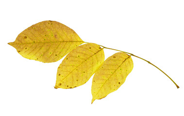 close up on yellow leaves twig isolated on white background