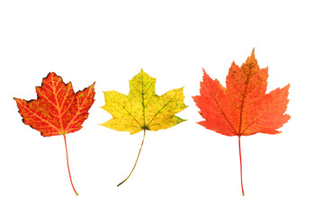 colorful autumn maple leaves isolated on white background