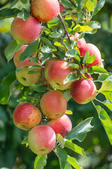 red apples on the tree in harvest season 