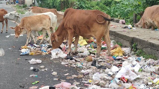 video clip  of cattle feeding themselves from left over garbage byproducts in the streetside depicting disrupted food chain in India