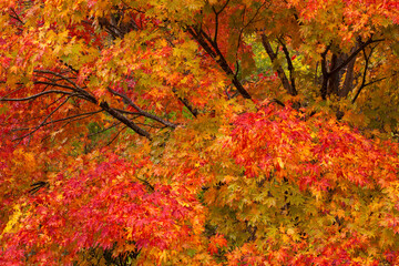 Beautiful, orange Japanese maple in autumn

