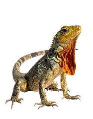 Obraz premium Sauromalus ater - common chuckwalla, species of iguana isolated on transparent or white backgrounds