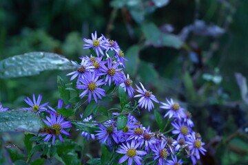 十五夜の時期に咲く薄紫の花