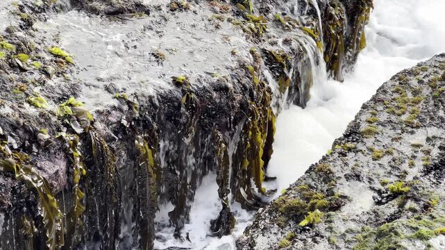 Alaria marginata (Winged Kelp) activity in shallow canal as tidal foam comes in.
