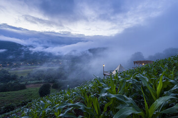 Serene and misty mountain landscape view during cloudy morning. Lush green corn field on hillside...