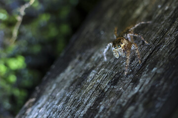 Creepy brown spider crawling on dark textured wood. macro photograph captures wild arachnid in natural forest habitat with green moss in blurred background