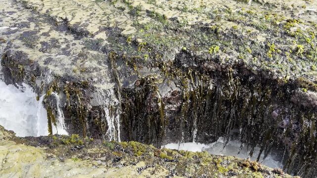 Alaria marginata (Winged Kelp) activity in shallow canal as foamy tide rises.