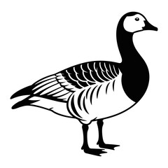 Barnacle Goose