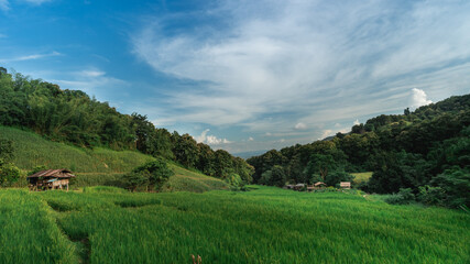 Lush Green Rice Fields Under Blue Sky with Clouds in Serene Mountainous Landscape Surrounded by Nature