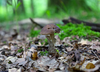 A solitary, dark brown mushroom with a thick, light stem grows in the middle of the forest floor, covered with dry fallen leaves.