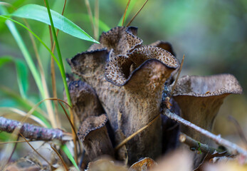 A dense cluster of dark brown, funnel-shaped mushrooms with wavy edges grows tightly among green...