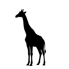 Black silhouette of a giraffe standing tall. Ideal for African wildlife designs, safari icons, zoo logos, or nature-themed educational illustrations