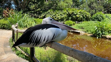 Pelican Perched on Wooden Railing near the Sea under Clear Sky