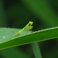 Fototapeta premium Praying mantis on grass