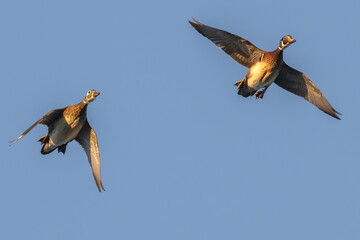 Pair of wood ducks in flight.