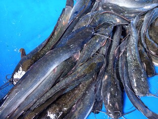 Catfish