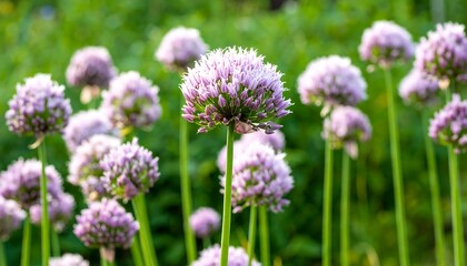 Obraz premium Purple globular flowers in a sunlit green field