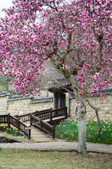 봄의시작을 알리는 목련꽃