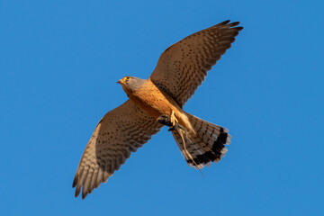 Faucon en vol sa proie (un agame des rochers) entre ses serres