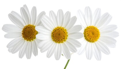 Three white daisies