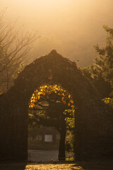 korea, 여행, 가을, 꽃, 가을정취