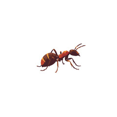 Ant illustration