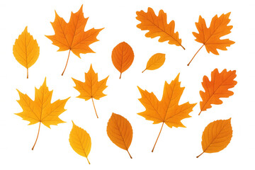 Naklejka premium Autumn leaves set, including maple and oak, falling and representing the changing season. Elements are on a transparent background