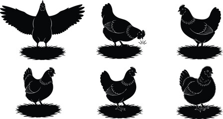 Black chicken silhouette illustrations, farm poultry vector design, hens standing on grass, rural agriculture concept, livestock animal graphic art