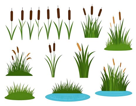 Set of bulrush illustrations