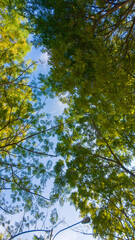 Sky View Through Green Tree Canopy